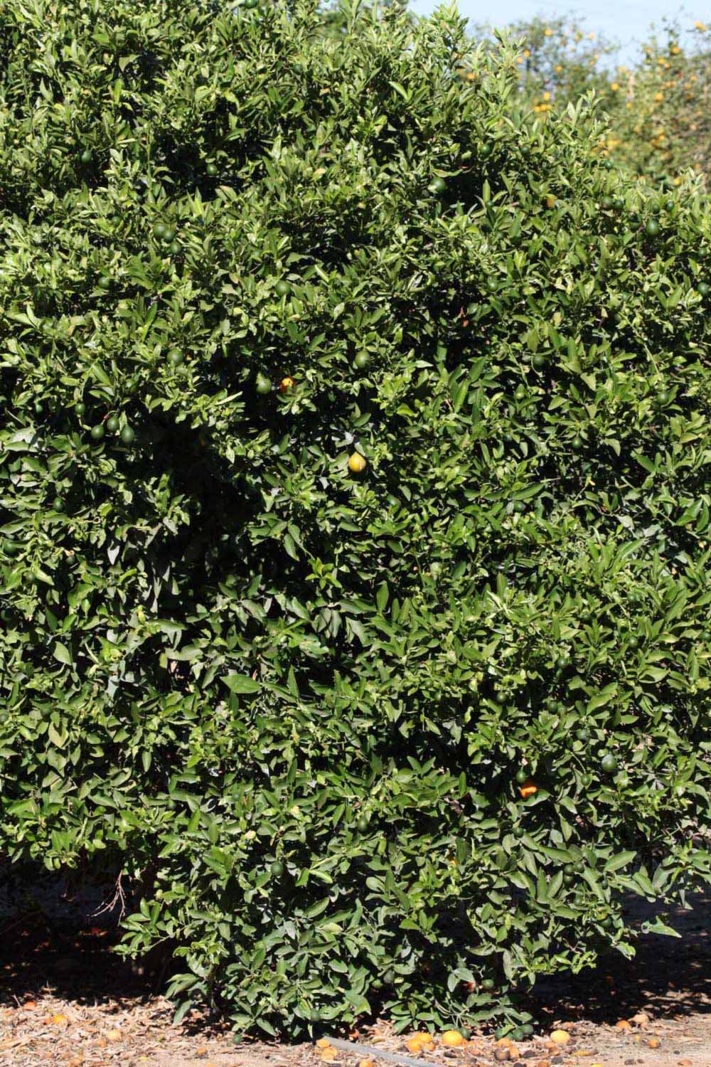            Habit (Riverside, CA)   